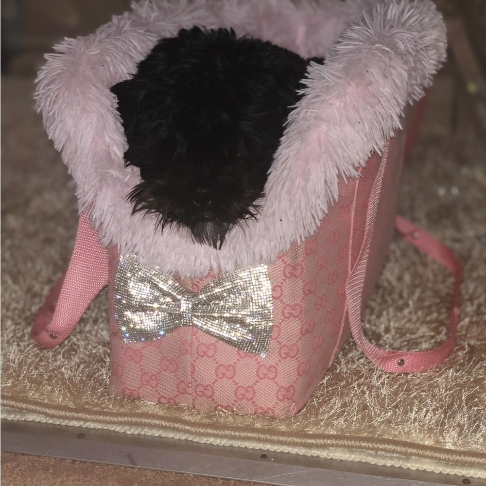 Beautiful dog carrier